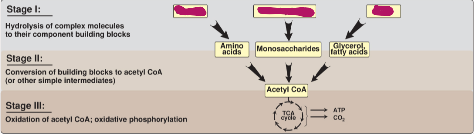 <p>Fill in the stages of metabolism.</p>