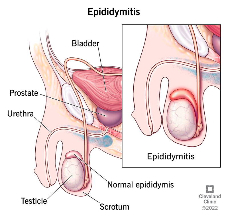 <p>Epididymis</p>