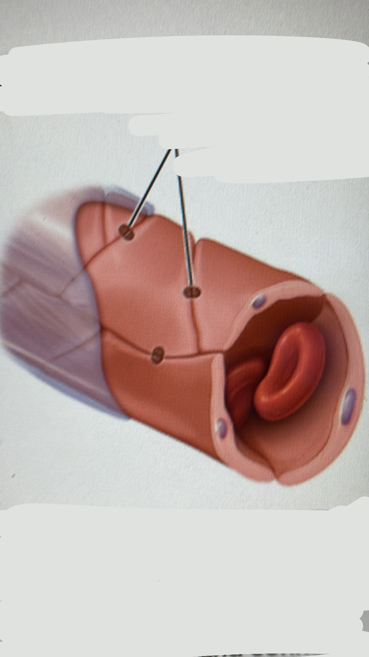<ul><li><p>endothelial cells joined by tight junctions</p></li><li><p>LOCATION                                  skin , most nervous/connective tissue , muscle tissue   </p></li><li><p>least “leaky”- permit a narrow range of substances to cross walls</p></li></ul><p></p>