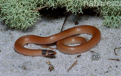 <ul><li><p>small</p></li><li><p>white dorsal, tan body</p></li><li><p>dark head and black neck ring</p></li><li><p>keeled scales</p></li></ul><p></p>