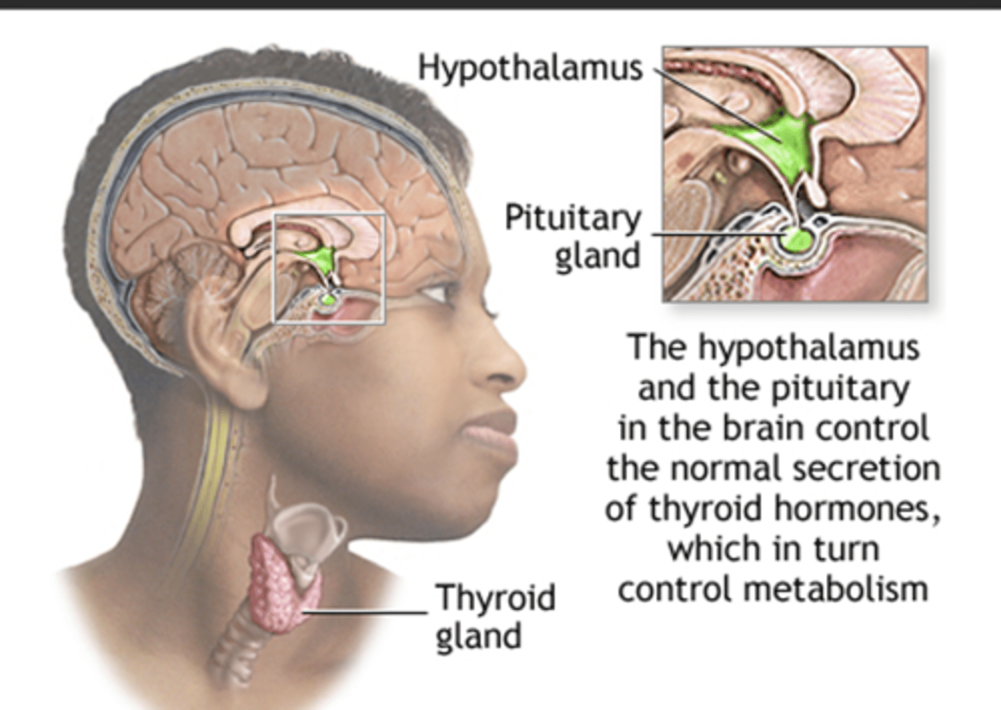 <p>control the normal secretion of thyroid hormones, which in turn control metabolism</p>