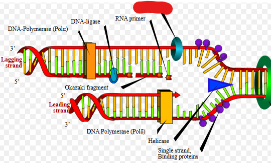 <p>Moves along a lagging strand and adds in RNA primers which allows DNA polymerase to add nucleotides. This basically adds molecules that then allow DNA polymerase to do its job.</p>