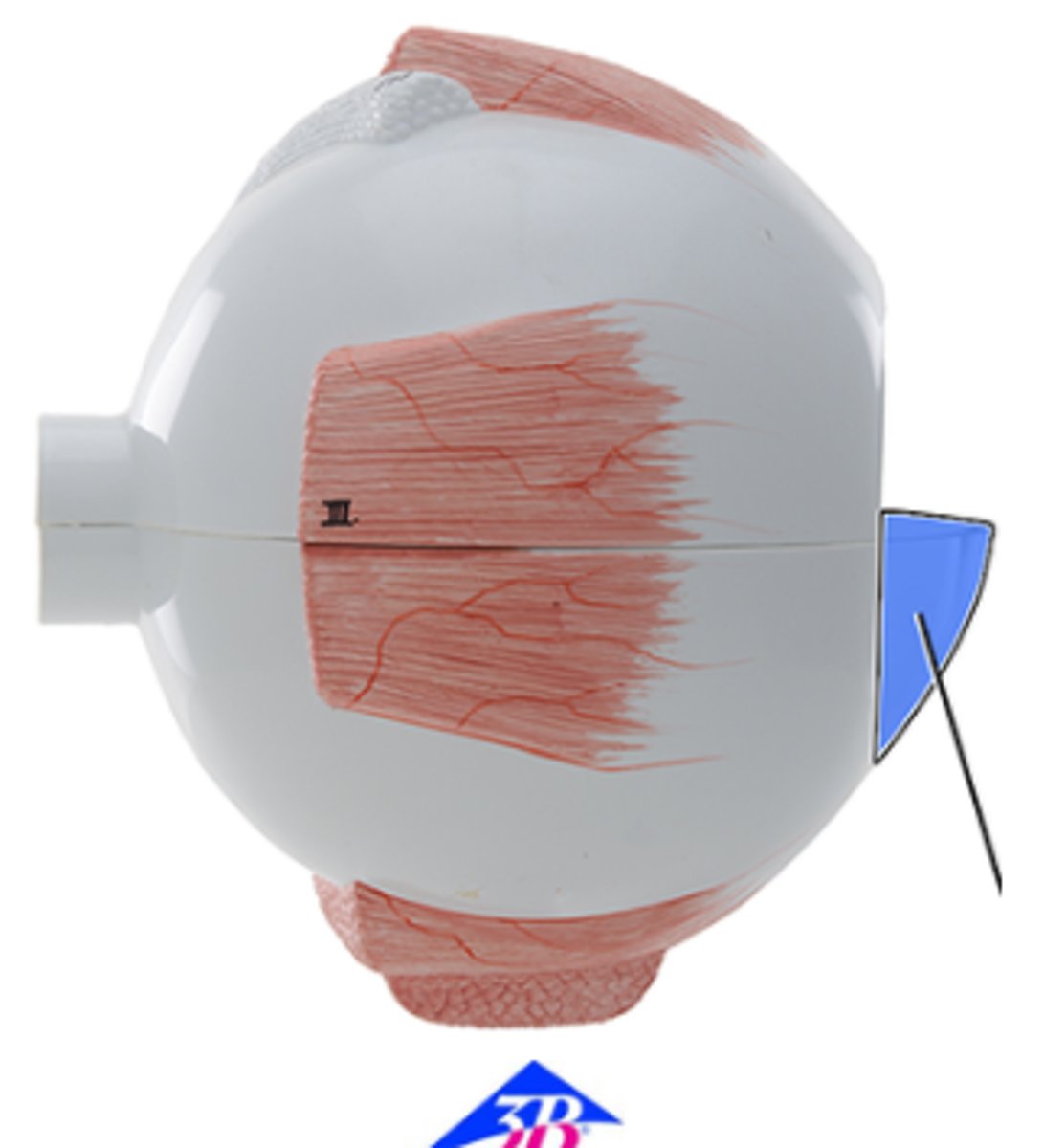 <p>a. Cornea</p><p>b. Lens</p><p>c. Choroid</p><p>d. Sclera</p><p>e. Retina</p>
