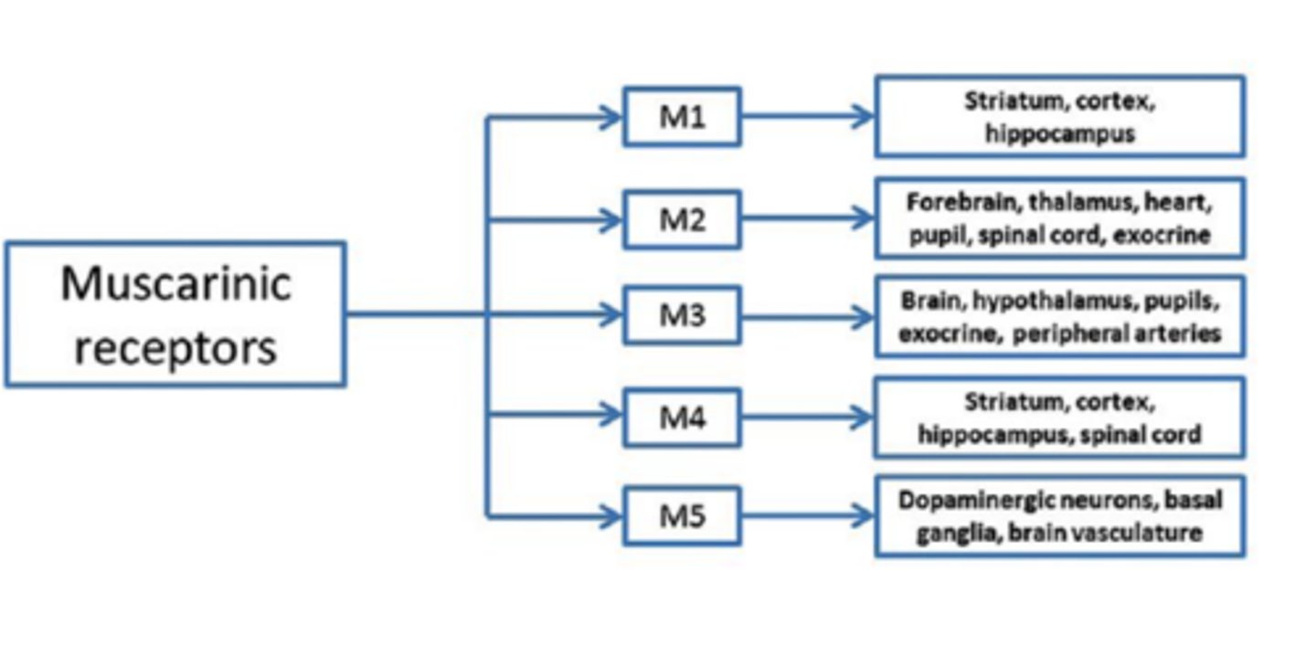 <p>5- M1, M2, M3, M4, M5</p>