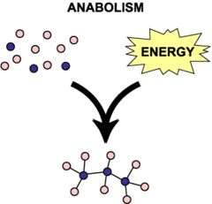 <p>Always involves bond formation. A + B --&gt; AB</p><ul><li><p>Building larger molecules from smaller molecules</p></li><li><p>Generally requires energy input</p></li><li><p>Protein synthesis is one example</p></li></ul>