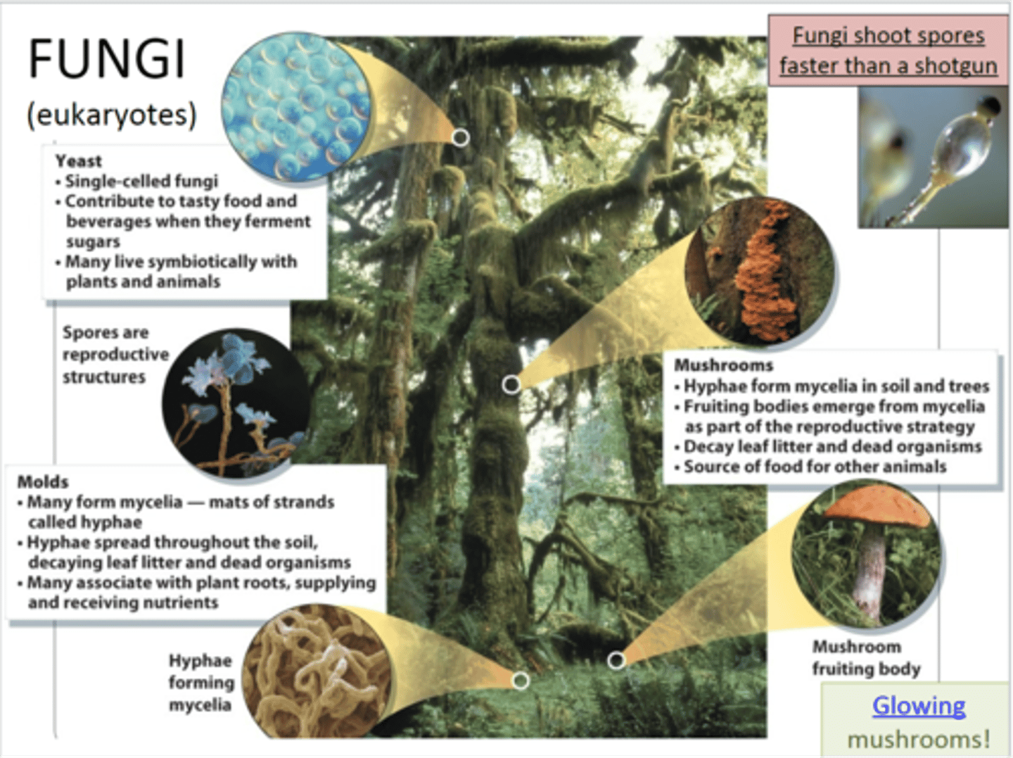 <p>eukaryote</p><p>yeast, molds, mushrooms</p>