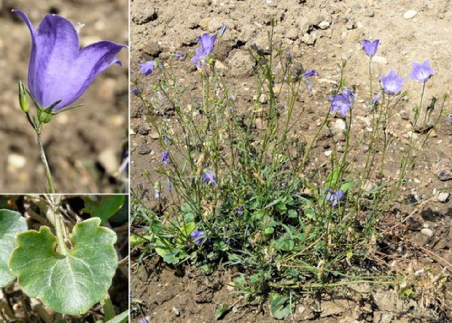 <p>liten blåklocka</p>