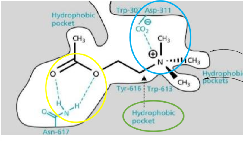 <p>•Hydrogen bonding: ester and Asn-617</p><p>•Hydrophobic interactions of ethyl middle section</p><p>•Ionic bonding: quaternary amine and Asp311</p><p>•Methyl groups fit into small pockets</p>