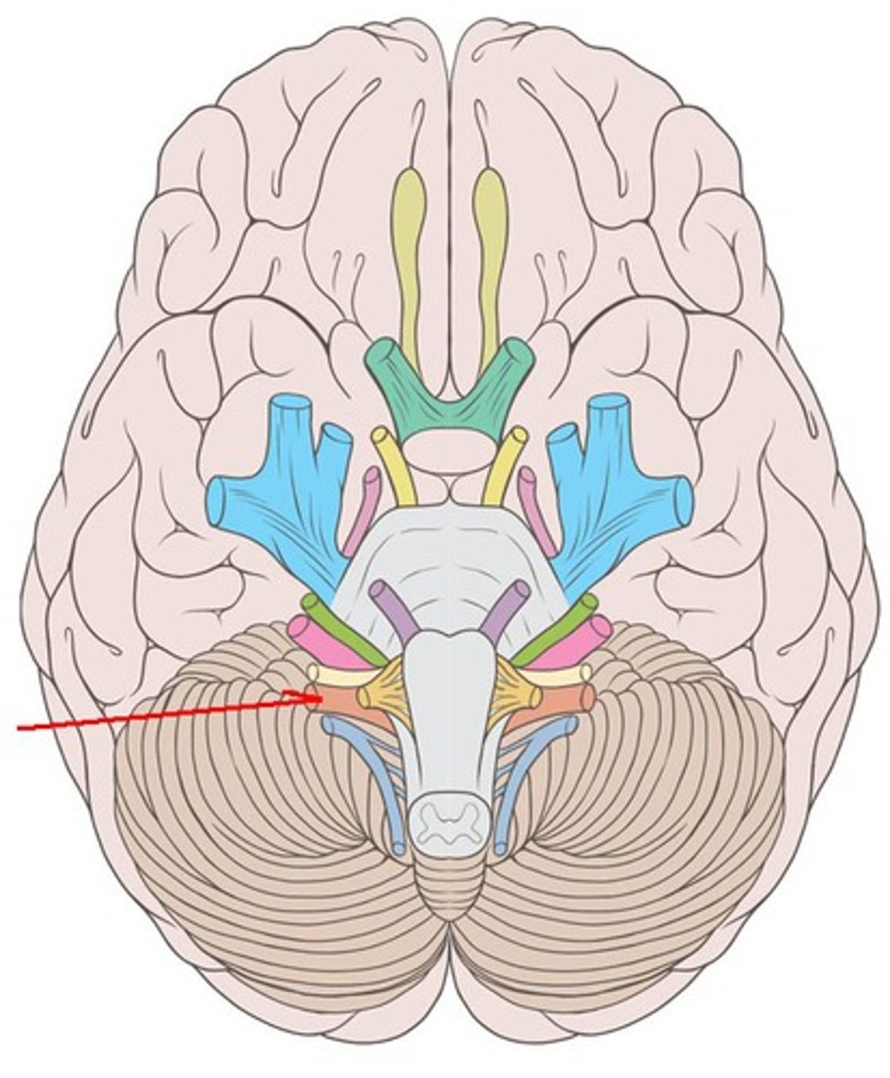 <p>Vagus nerve: provides parasympathetic innervation to organs of the thorax and part of the abdomen and the innervation of muscles of the larynx and pharynx. Both. Emerge caudal to the glossopharyngeal nerves in the same series of rootlets. Exit at jugular formaen. </p>
