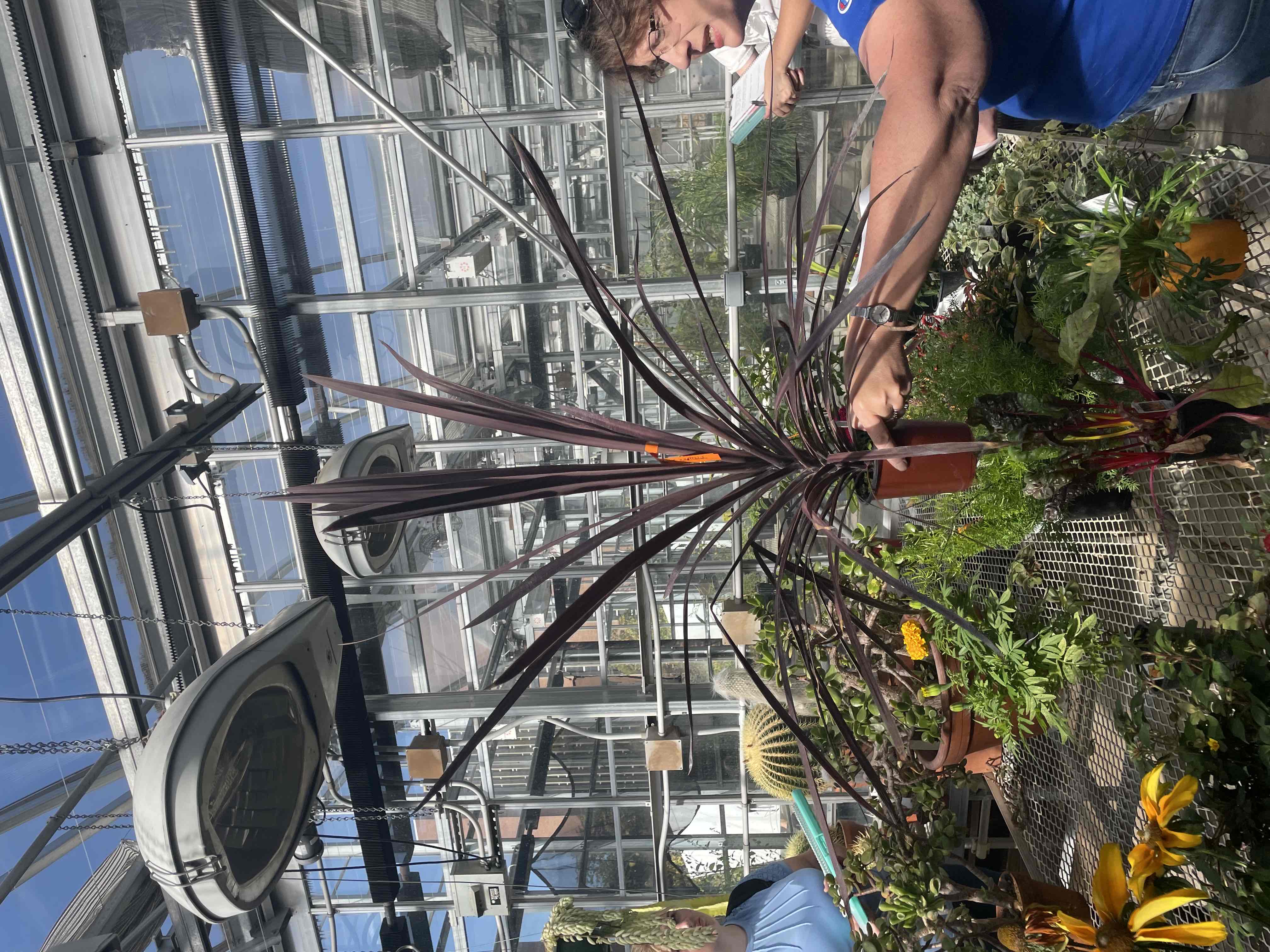 <p>Cordyline australis</p>
