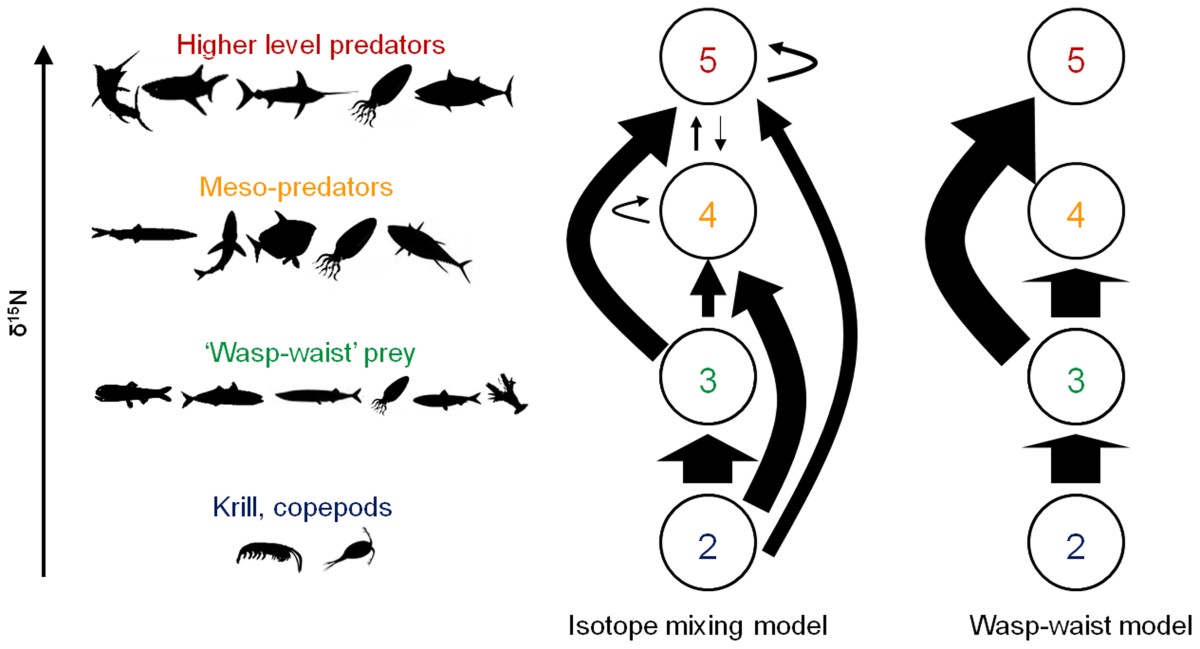 <p><span style="color: rgb(31, 31, 31)">Where </span><strong>a single species, or at most several species, of small planktivorous fishes entirely dominate their trophic level</strong><span style="color: rgb(31, 31, 31)">.</span></p>