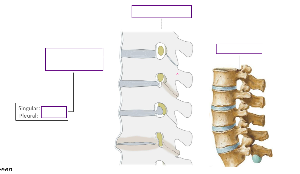 <p>Describe furthermore the spaces through which spinal nerves exit the vertebral canal</p>
