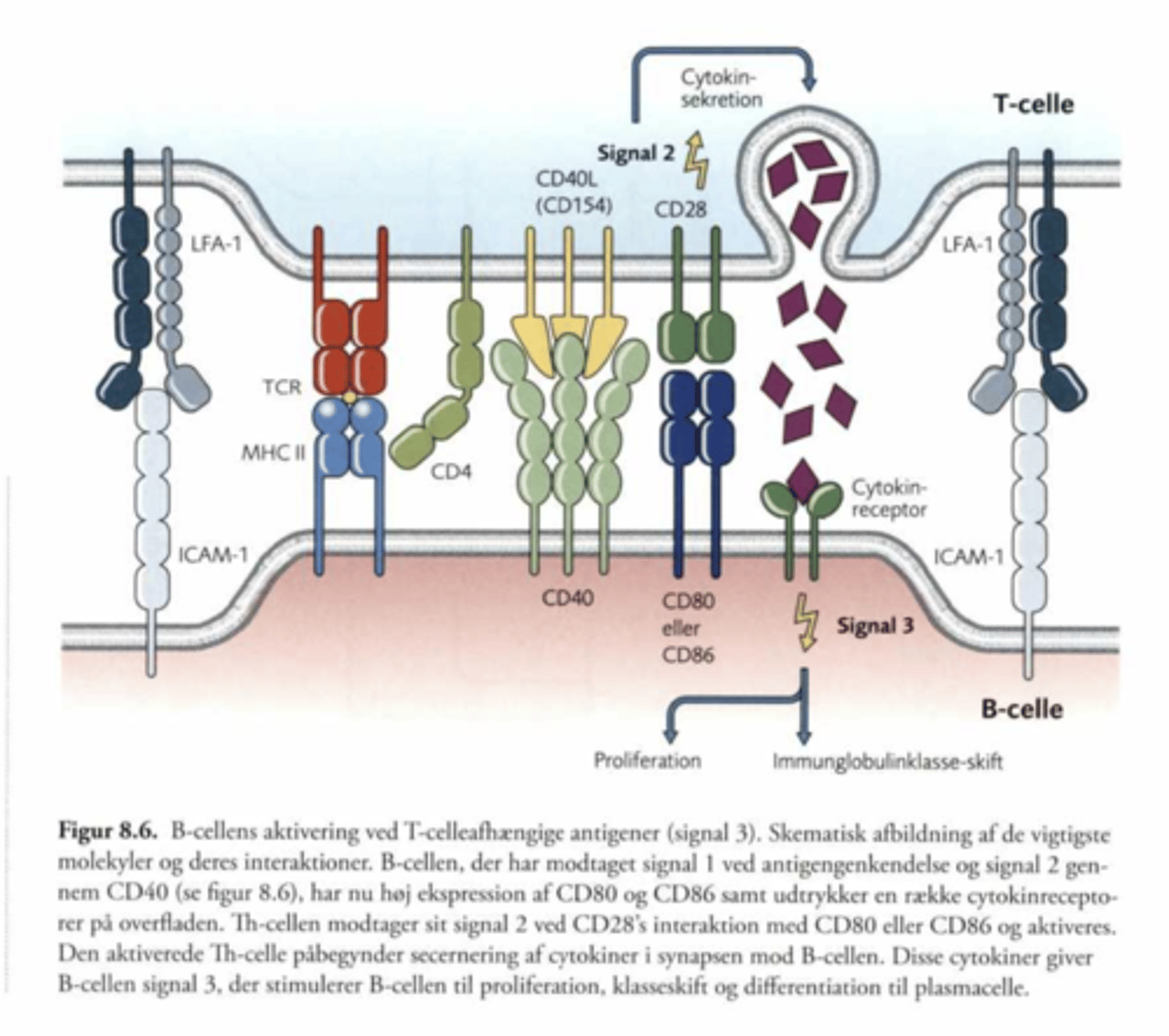 <p>1. BCR består af membran bundne immunglobuliner der sidder på B lymfocyttens overflade.</p><p>2. Signal 1 kommer når BCR bliver krydsbundet</p><p>3. BCR kan ikke sende signal, men dette sendes gennem CD79a og CD79b</p><p>4. Er antigenet dækket af komplement faktorer, så forstærkes signal 1, da fragmenterne binder til B cellens koreceptorer (CD19, 21 eller 81)</p><p>5. Signal 1 igangsætter optagelse af antigen og opregulering af CD80 og CD86</p>