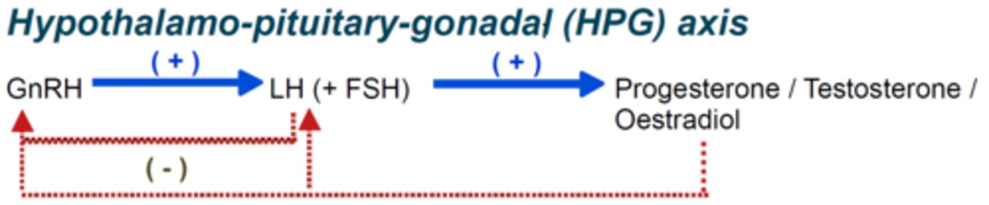 <p>Regulatory system controlling male reproductive hormones.</p>
