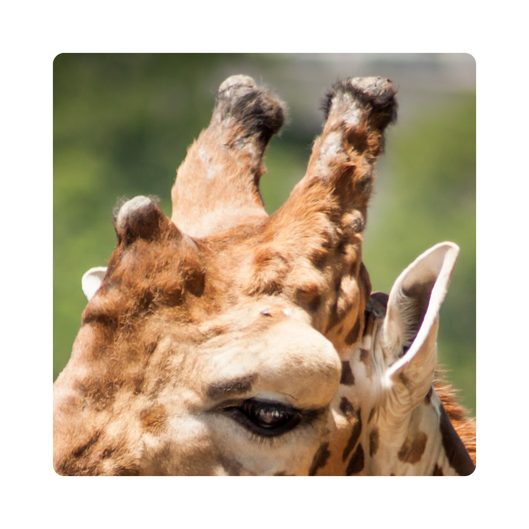 <p>Giraffes have funny <strong>horns</strong>. </p>