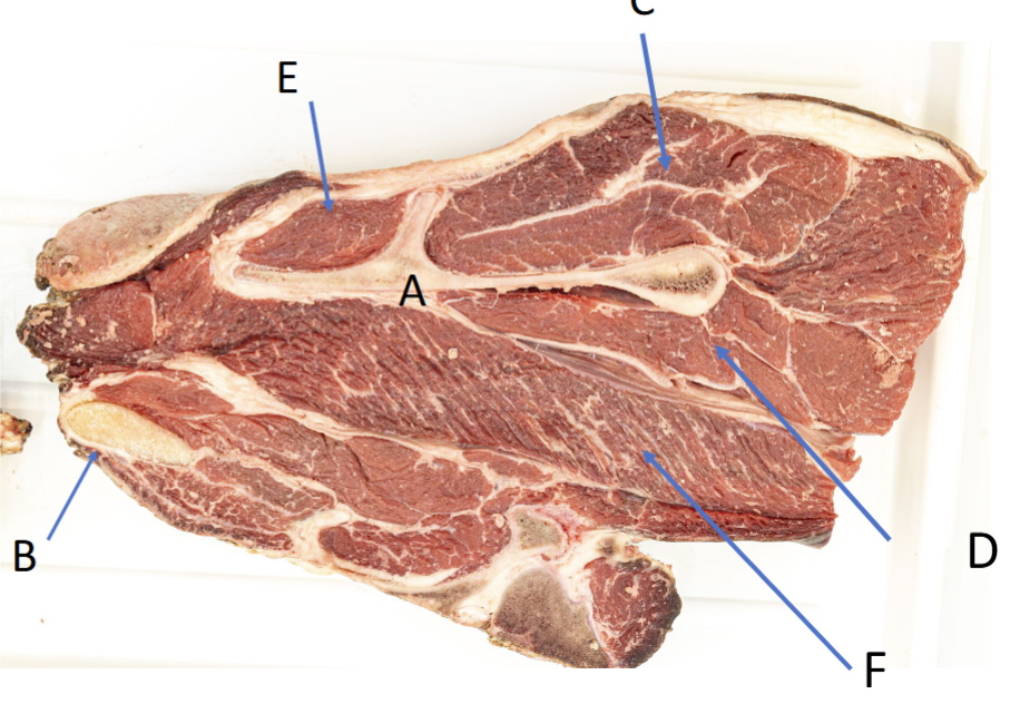 <p>E</p>