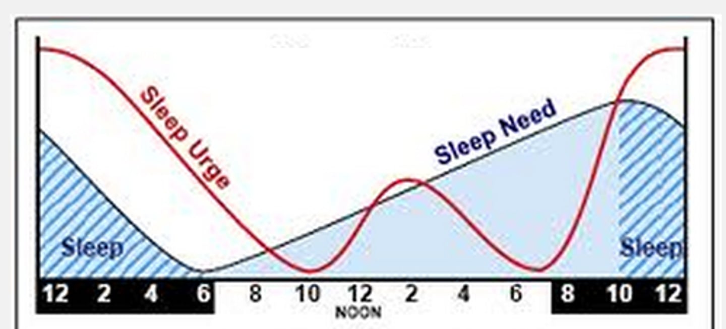 <p>circannual: yearly cycles (e.g., migration, hibernation). circadian: daily cycles (~24 hours, e.g., sleep-wake cycle). endogenous factors (like the scn) maintain internal rhythms. exogenous factors (light, temperature) help synchronize them to the environment.</p>