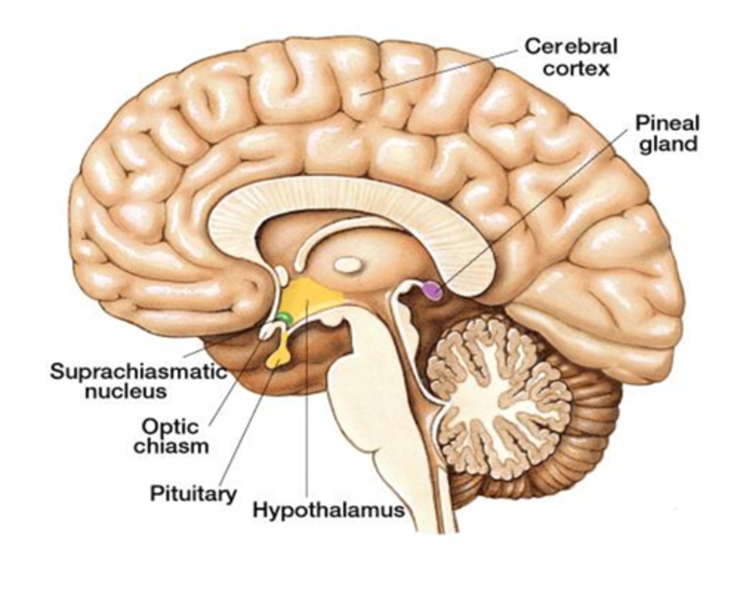 <p>a pair of cell clusters in the hypothalamus that controls circadian rhythm. In response to light, the SCN causes the pineal gland to adjust melatonin production, thus modifying our feelings of sleepiness</p>