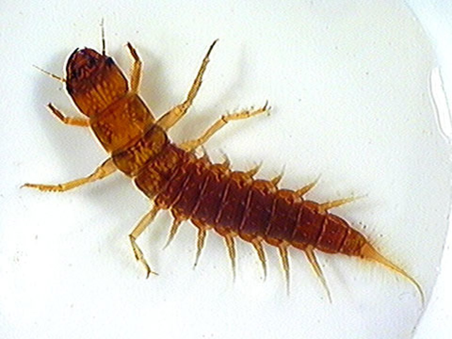 <p>alderflies, dobsonflies, fishflies</p>
