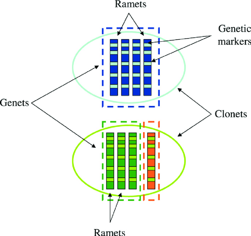 <ul><li><p>clone→ genetically identical individual from a single parent through asexual reproduction</p></li><li><p>genet→  group of ramets that originate from a single seed</p></li><li><p>ramet→ single physiological individual produced by clonal propagation</p></li></ul><p></p>