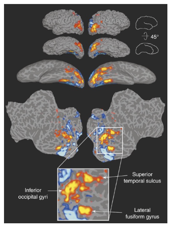 <p>Warmer colours = where there's more activity when someone's looking at faces (compared to other stimuli)</p><ul><li><p>The three areas in the photo above are key areas used to process facial information</p></li></ul>