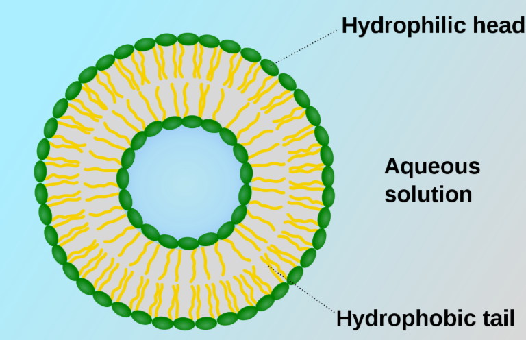 <p>F: Transport and storage of macromolecules within cells and out of cells.</p>