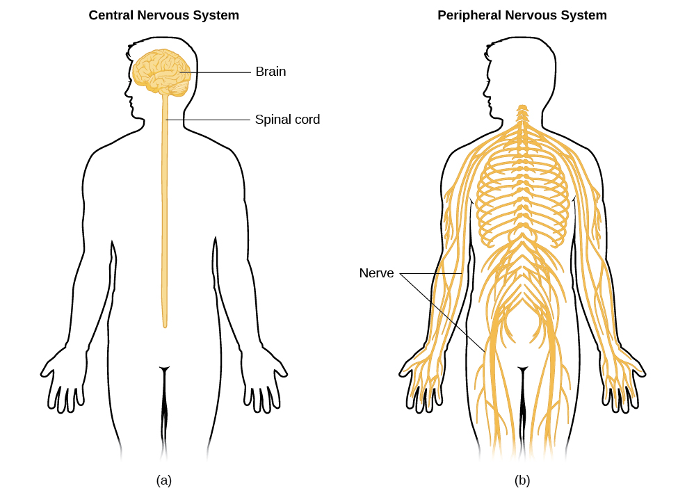 <p>Peripheral Nervous System</p>