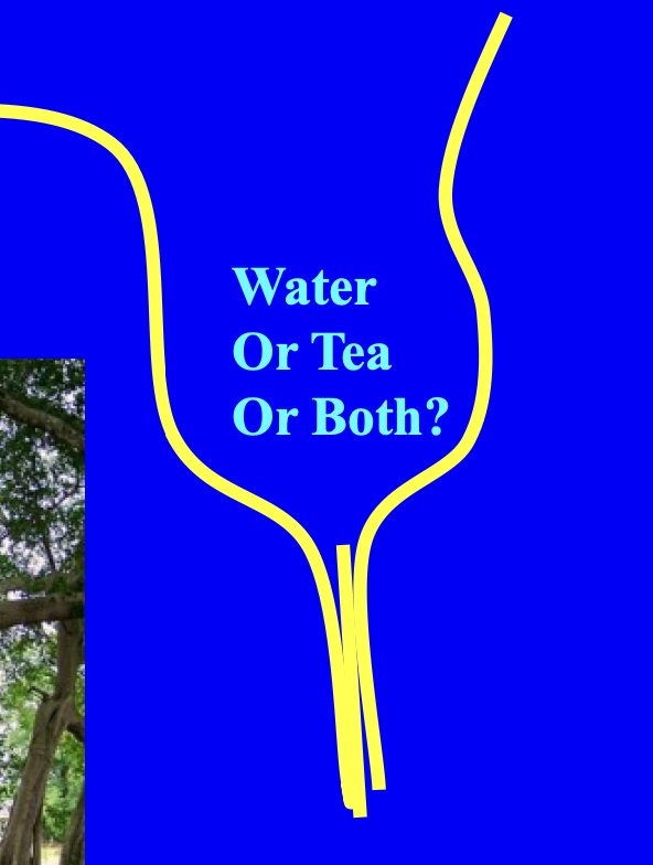 <ul><li><p>need tanin chelate ( bind) iron</p></li><li><p>drink decaffinated tea as water source for tanins</p></li><li><p>bark has tanins too </p></li></ul><p></p>