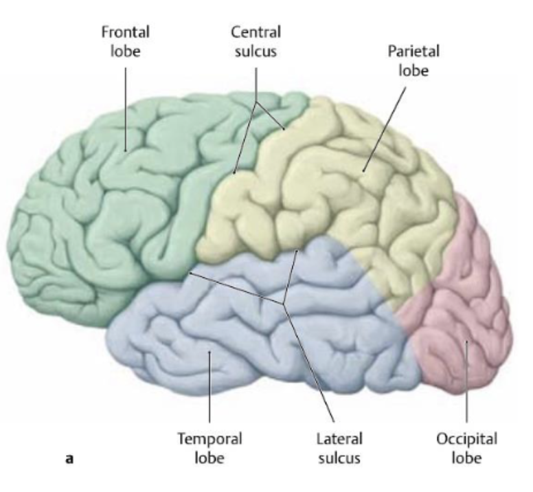 <p>frontal and parietal lobes</p>