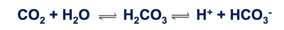 <p>CO2 + H20 -----&gt; H2CO3 -------&gt; H+ + HCO3-</p>