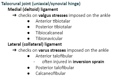 <p>Calcaneofibular</p>