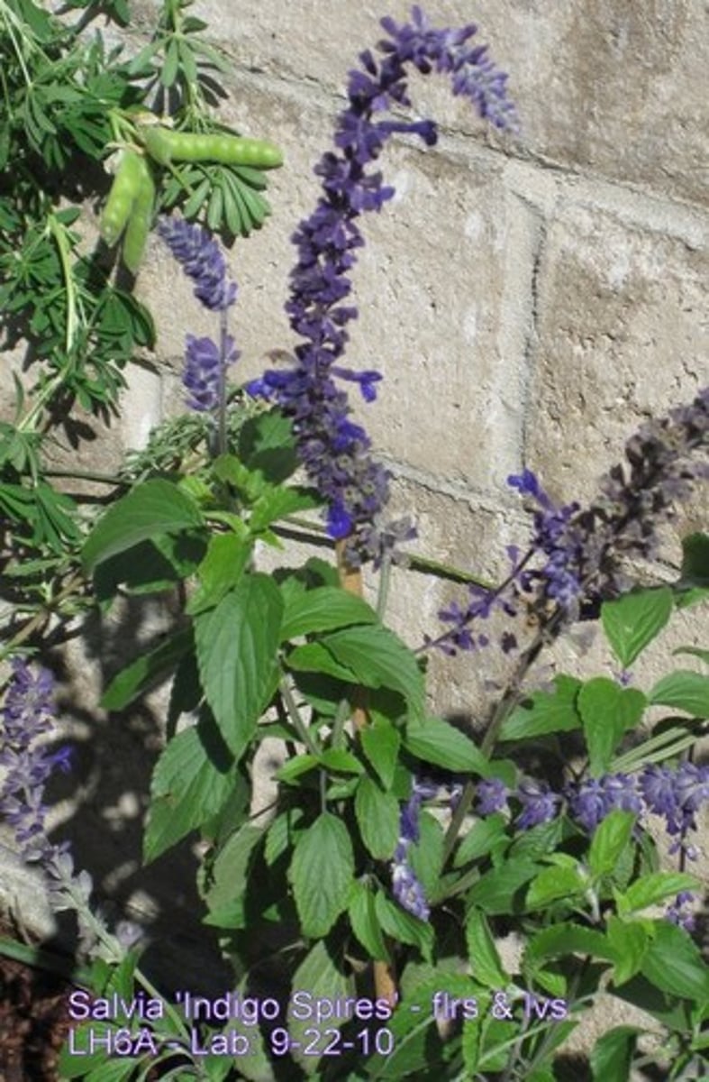 <p>Deciduous sub shrubs of Southeastern Asia having pinnate leaves and clusters of red or purple flowers; a source of indigo dye; blue violet color.</p>