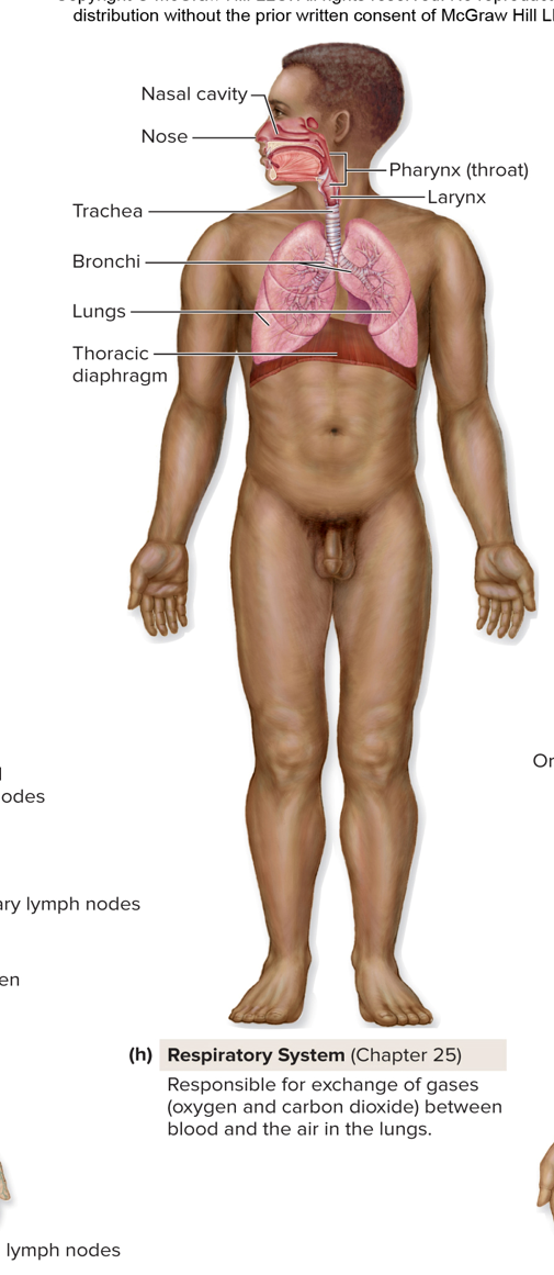 <p>Respiratory System (Chapter 25)</p>