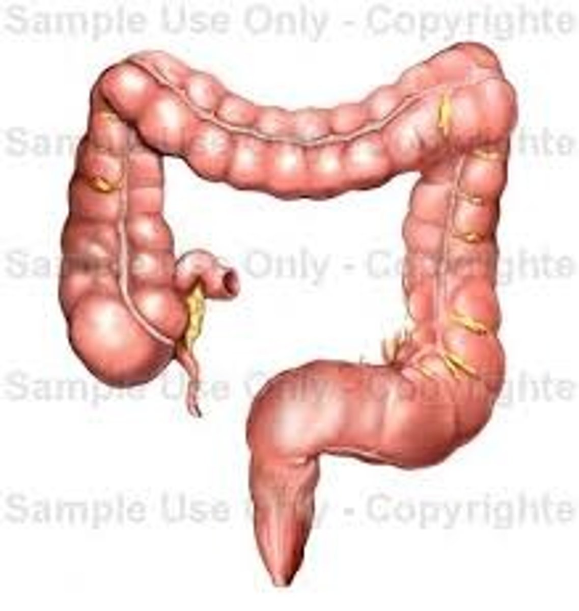 <p>the part of the digestive system where undigested material passes through in 12 to 24 hours</p>