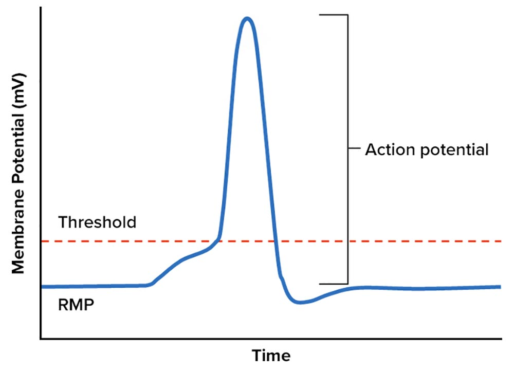 <p>An action potential will occur when the membrane potential depolarizes to a threshold value. In muscle cells, an action potential leads to contraction of the cell. Will ouabain, inhibition of sodium potassium pump, make a muscle cell more or less likely to contract? In other words, will the muscle be hyperexcitable or have its activity depressed?</p>