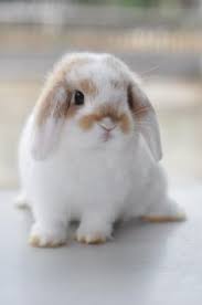<p>rabbits</p><p>have constantly growing incisors </p>