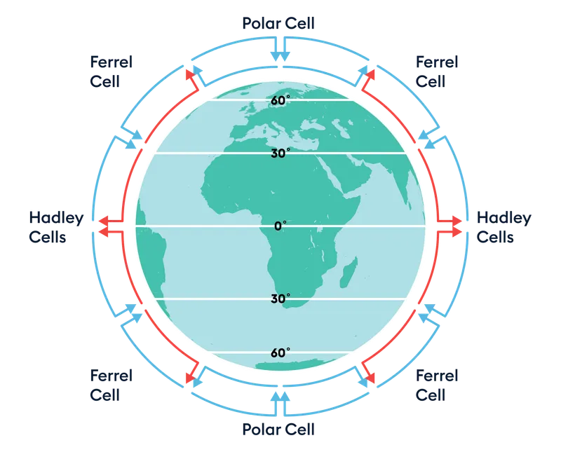 <p>Either side of the equator is the <span>Hadley cell</span>, with the Ferrell cell next and then the Polar cell at the top and bottom of the planet<span>.</span></p>