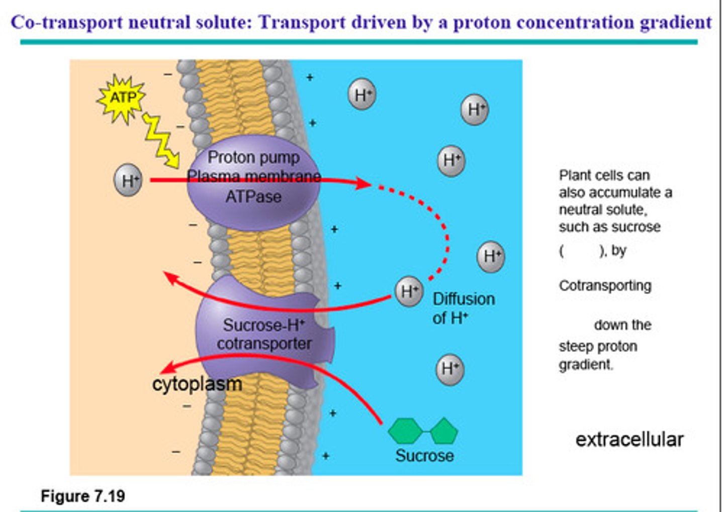 <p>The transport of one substance coupled with the transport of another substance across a plasma membrane in the same direction through the same protein carrier.</p>