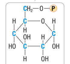 <p>What molecule is this?</p>