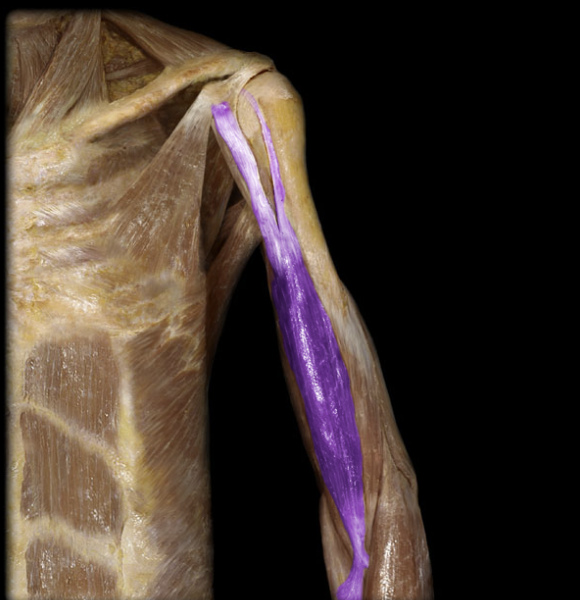 <p>medial and anterior muscle on the upper arm, flexion @ elbow</p>