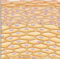 <p>Epithelial tissue</p>