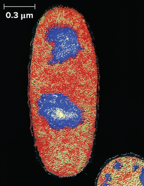 <ul><li><p>where prok chromosomes are found</p></li><li><p>not bounded by membrane</p></li><li><p>DNA in direct contact with cytoplasm</p></li></ul><p></p>