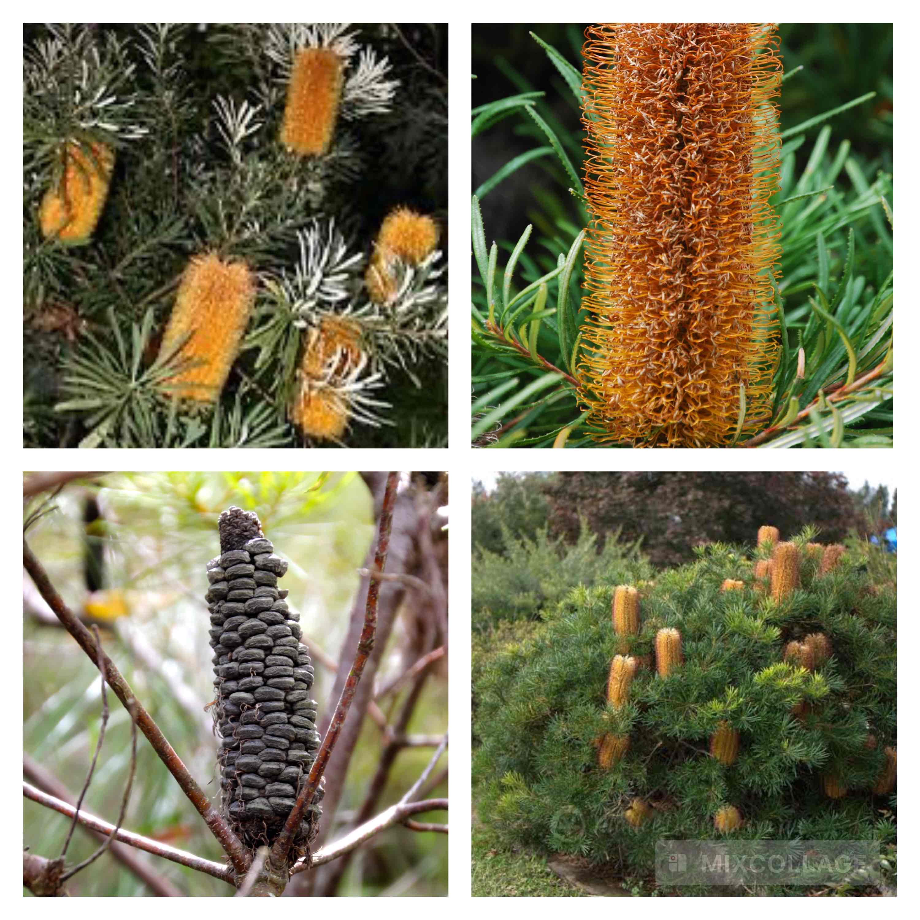 <p>Candlestick banksia</p>