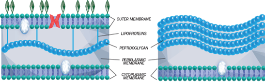 <p><mark data-color="red">Gram Staining</mark></p><p>Can you label, describe and explain what this diagram is/shows?</p>