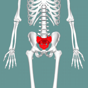 sacrum
-a central element of the pelvis
weight transmitted laterally to hip joint then hind limb bones