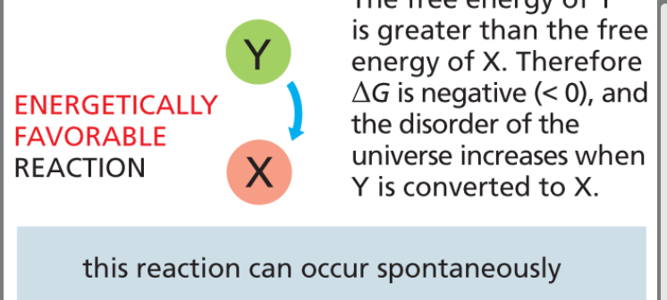 <p>spontaneous chemical process where the products are more stable and have lower free energy than the reactants -ΔG</p>