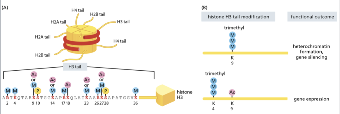 <p>modification of histone n-terminal tails</p>