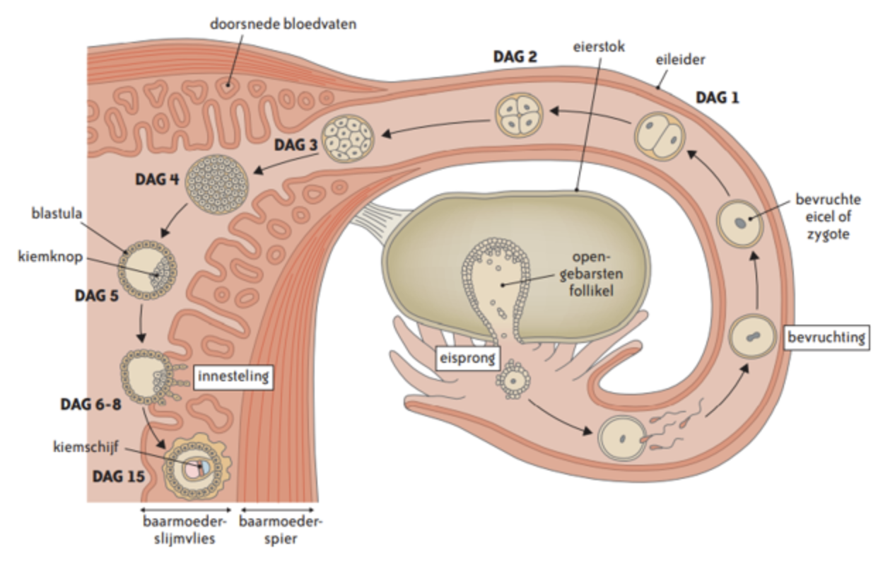 Leg de ontwikkeling van een embryo uit