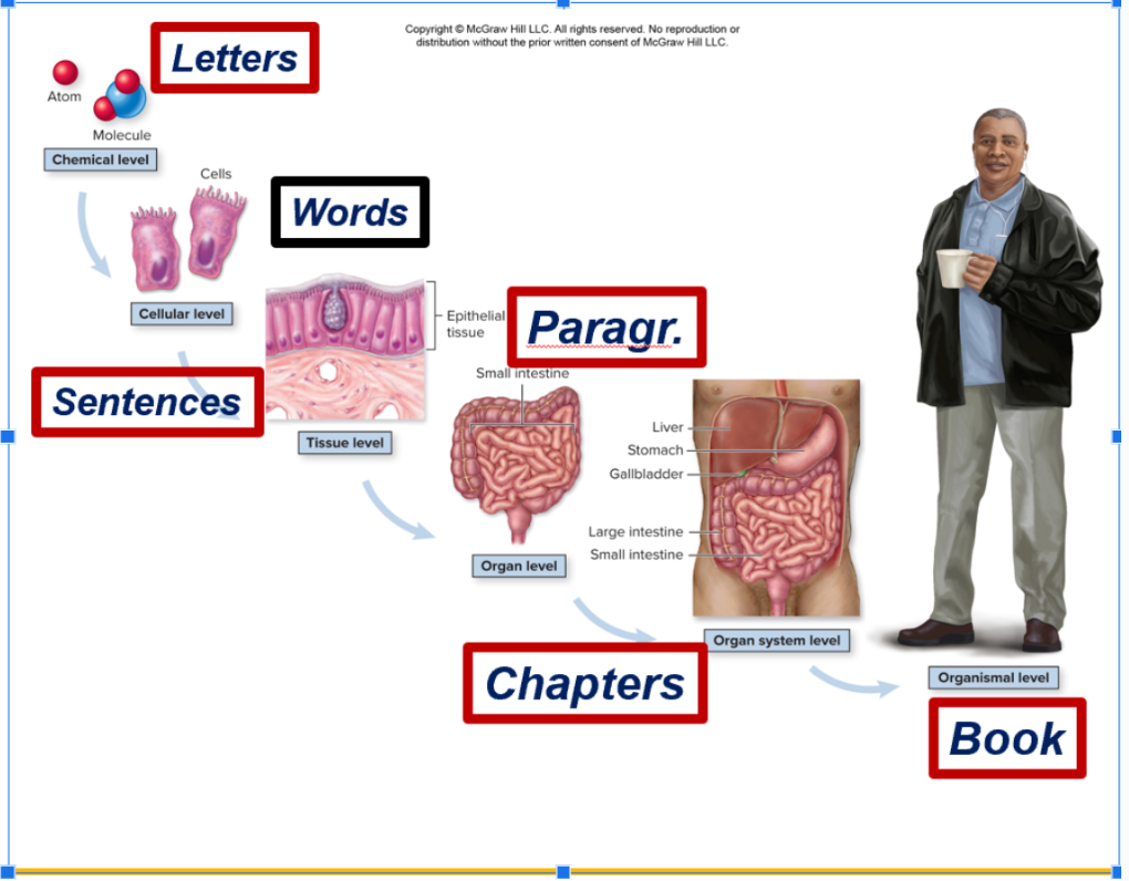 <p><span><strong>Individual Atoms (H+H+O = H2O (becomes a molecule)(letters) → Molecules (letters)&nbsp; → Cells (words) —&gt; Tissues (sentences ) —&gt; Organs (paragraphs) —&gt; Systems&nbsp;</strong></span></p><p><span><strong>(Chapters) —-&gt; Organism (Book).</strong></span></p><p><br><span><strong>Tissue - Has the group of the cells&nbsp;</strong></span></p><p><span><strong>Organ level - when more than one level of tissues come together&nbsp;</strong></span></p><p><span><strong>Organ system level - urinary systems&nbsp; filters liver - each come together like bladder, liver, urethra&nbsp;</strong></span></p><p><span><strong>Chemical level (letters of alphabet)</strong></span></p><ul><li><p><span><strong>Atoms and molecules - Na+, H,C,H+O2 &amp; H2O, NaCI</strong></span></p></li></ul><p><br></p><p><span><strong>Cellular level (Words)</strong></span></p><ul><li><p><span><strong>Nerve, muscle, bone cell, blood cell, liver cell</strong></span></p></li></ul><p><span><strong>Tissue level (sentences)</strong></span></p><ul><li><p><span><strong>Epithelial, connective, muscular &amp; nervous&nbsp;</strong></span></p></li></ul><p><br></p><p><span><strong>Organ level</strong> (paragraphs)</span></p><ul><li><p><span>Small intestine, stomach, spleen, liver, brain</span></p></li></ul><p><span>Organ System level (Chapters)</span></p><ul><li><p><span>Respiratory, digestive, urinary systems</span></p></li></ul><p><span>Organismal level (‘ a book’)</span></p><ul><li><p><span>The human&nbsp;</span></p></li></ul><p><br><br></p>