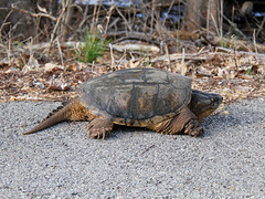 <p>• Washington Co. • To 50cm CL • Non-native • Cold tolerant • Long tail with crest • Tiny plastron</p>